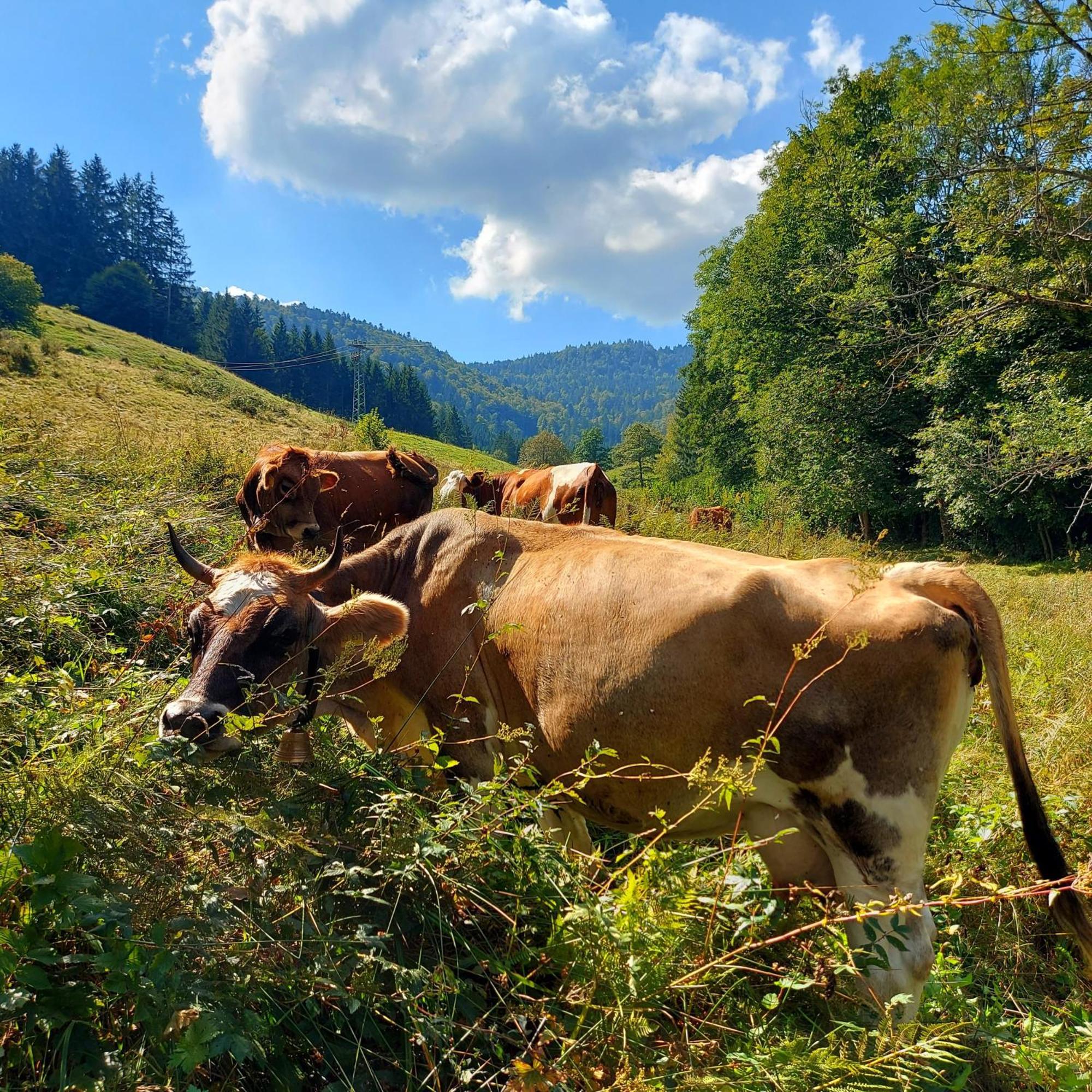 Ferienwohnungen Haus Hees Todtnau Luaran gambar